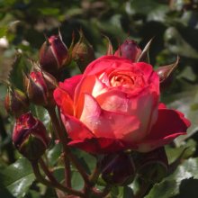 Midsummer -Rose Picture of Midsummer -Rose (30905)