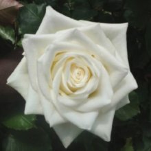 Milky Way-Rose Picture of Milky Way-Rose (3490)