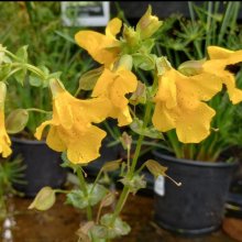 Mimulus guttatus Picture of Mimulus guttatus (28910)