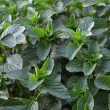 Mint Basil Picture of Mint Basil (8980)