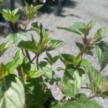 Mint Chocolate Picture of Mint Chocolate (8981)
