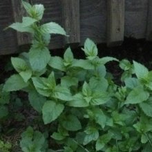 Mint Wild Picture of Mint Wild (8986)