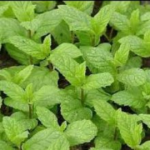 Mint Picture of Mint (3493)