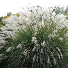 Miscanthus Gracillimus Picture of Miscanthus Gracillimus (29737)