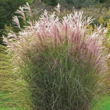 Miscanthus Morning Light Picture of Miscanthus Morning Light (29738)