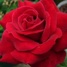 Mister Lincoln-Rose Picture of Mister Lincoln-Rose (3496)