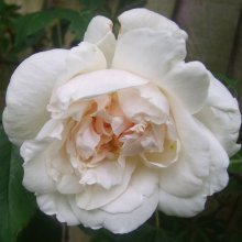 Picture of Mme Alfred Carriere Clg-Rose (3499)