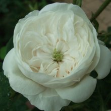 Picture of Mme Hardy-Rose (3504)