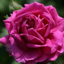 Picture of Mme Isaac Pereire Clg-Rose (3505)