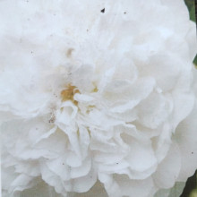Picture of Mme Legras de St Germain-Rose (30926)
