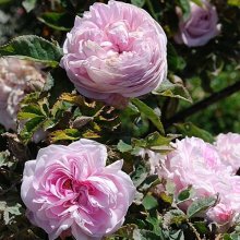 Picture of Mme Louis Leveque-Rose (3507)
