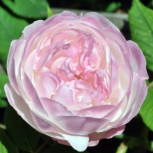 Picture of Mme Pierre Oger-Rose (3508)