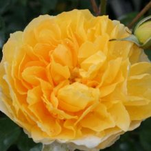 Molineux Std 80cm-Rose Picture of Molineux Std 80cm-Rose (3512)
