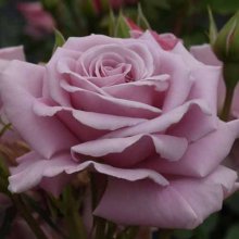 Moody Blues-Rose Picture of Moody Blues-Rose (3519)