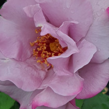 Moondance-Rose Picture of Moondance-Rose (7043)