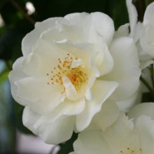 Picture of Moonlight Clg-Rose (3527)