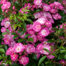 Moppet Std 80cm Weeper-Rose Picture of Moppet Std 80cm Weeper-Rose (29937)