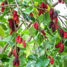 Picture of Morus Alba Pendula H/W 1.5m (30259)