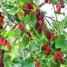 Picture of Morus Alba Pendula H/W 1.7m (3530)