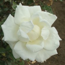 Picture of Mrs Herbert Stevens-Rose (3535)