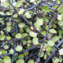 Picture of Muehlenbeckia Complexa (3544)