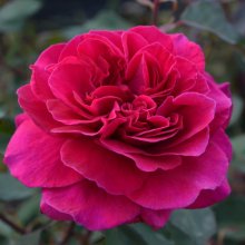 Mulberry Wine-Rose Picture of Mulberry Wine-Rose (30176)