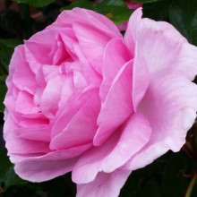 Mum in a Million-Rose Picture of Mum in a Million-Rose (6325)