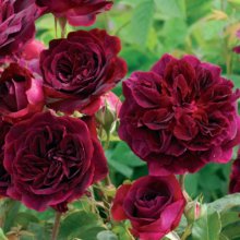 Munstead Wood Std 80cm-Rose Picture of Munstead Wood Std 80cm-Rose (7700)