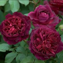 Picture of Munstead Wood-Rose (6825)