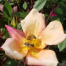 Picture of Mutabilis-Rose (3548)