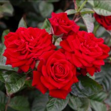My Best Mate Std 45cm-Rose Picture of My Best Mate Std 45cm-Rose (29944)