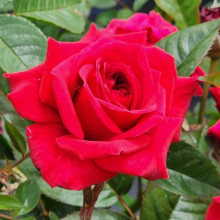My Best Mate Std 80cm-Rose Picture of My Best Mate Std 80cm-Rose (29929)