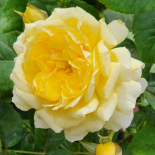 My Dad Std 45cm-Rose Picture of My Dad Std 45cm-Rose (29377)