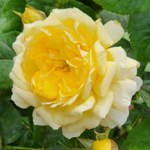 My Dad Std 80 cm-Rose Picture of My Dad Std 80 cm-Rose (29301)