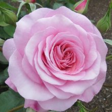 My Girl Std 80cm-Rose Picture of My Girl Std 80cm-Rose (3555)