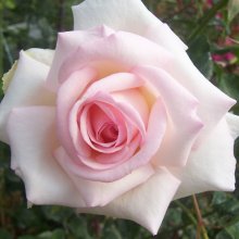 My Love-Rose Picture of My Love-Rose (3556)