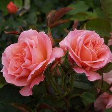 My Mum Std 45cm-Rose Picture of My Mum Std 45cm-Rose (29000)