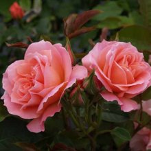 My Mum Std 80cm Single Bud-Rose Picture of My Mum Std 80cm Single Bud-Rose (31112)