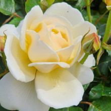 My Precious-Rose Picture of My Precious-Rose (8435)