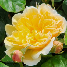 My Treasure Std 80cm-Rose Picture of My Treasure Std 80cm-Rose (29307)