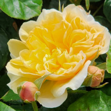My Treasure-Rose Picture of My Treasure-Rose (29300)