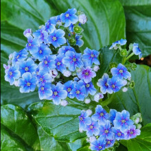 Myosotidium Hortensia Picture of Myosotidium Hortensia (3558)
