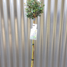Myrtus Ugni Std Picture of Myrtus Ugni Std (3566)
