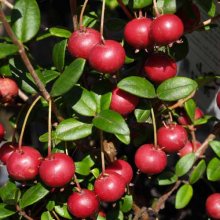 Picture of Myrtus Ugni (3565)