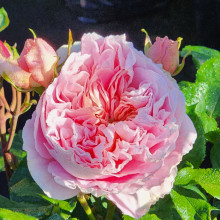 NZ Gardener-Rose Picture of NZ Gardener-Rose (11591)