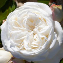 NZ Opera School Std 80cm Single Bud-Rose Picture of NZ Opera School Std 80cm Single Bud-Rose (31138)