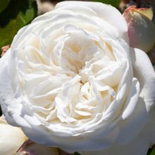 Picture of NZ Opera School Std 80cm-Rose (30908)