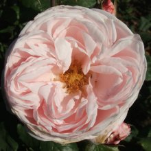 Picture of Nahema Clg-Rose (3568)