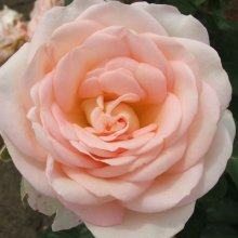 Nancy Steen-Rose Picture of Nancy Steen-Rose (3570)