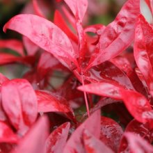 Nandina Blush Picture of Nandina Blush (9417)